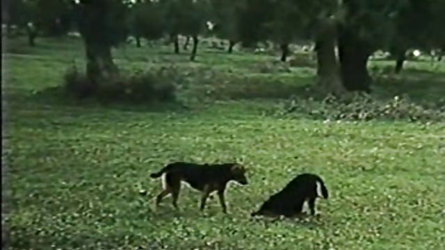Porn with dogs in Athens